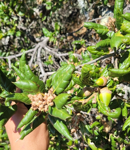 iNaturalist observation photo of American subevergreen oak complex