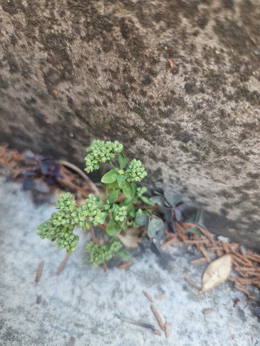 fourleaf manyseed
