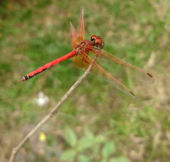 Trithemis arteriosa