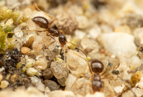 Nylanderia parvulaNylanderia parvula