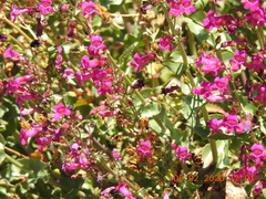 Penstemon clevelandii