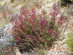 Penstemon clevelandii