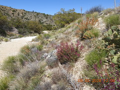 Penstemon clevelandii