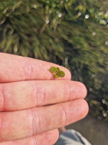 greater duckweed