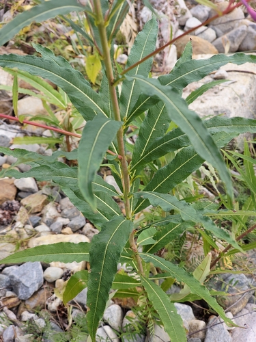 fireweed