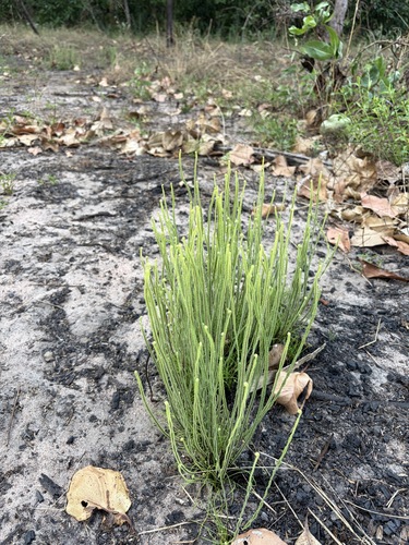 Pteris platyzomopsis, 2026-07-31