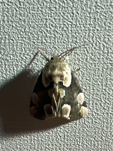 Peach Blossom Moth