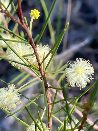 Acacia quadrilateralis observed 2026-08-14