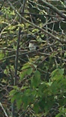 Coccyzus erythropthalmus