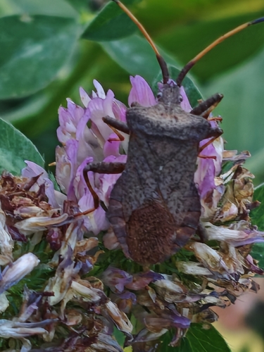 Dock Bug