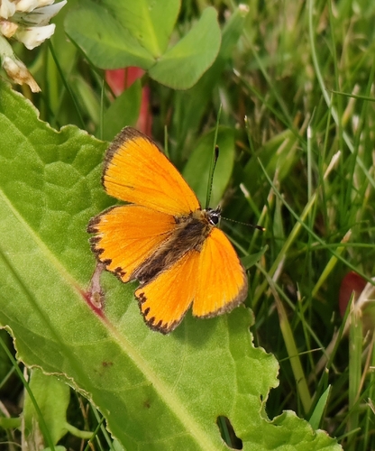 Scarce Copper