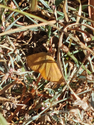 Purple-barred Yellow