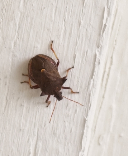 Spiny Shield Bug