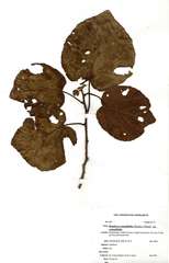 Dombeya rotundifolia