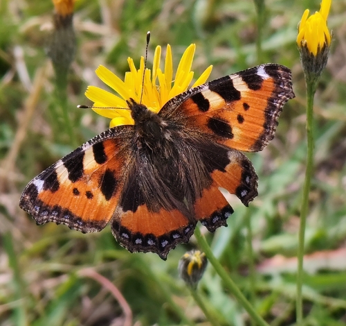 Small Tortoiseshell