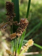 Cyperus ligularis, photograph (c) Douglas Caro Lopez, some rights reserved (CC BY)