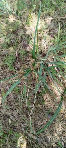 Cyperus ligularis, photograph 5