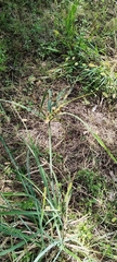 Cyperus ligularis, photograph (c) Douglas Caro Lopez, some rights reserved (CC BY)