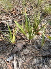 Iris verna, photograph author not stated, no rights reserved