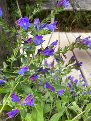 Echium rosulatum, photograph (c) Gerhard Egger, some rights reserved (CC BY)