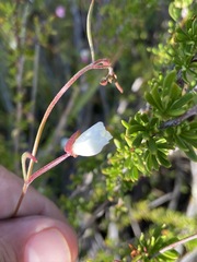 Clarkia epilobioides