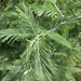 Acacia decurrens
