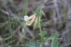 Vicia pannonica