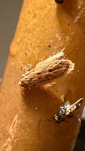 Brown House Moth