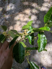 Ficus citrifolia, photograph (c) Guillaume Delaitre, some rights reserved (CC BY)