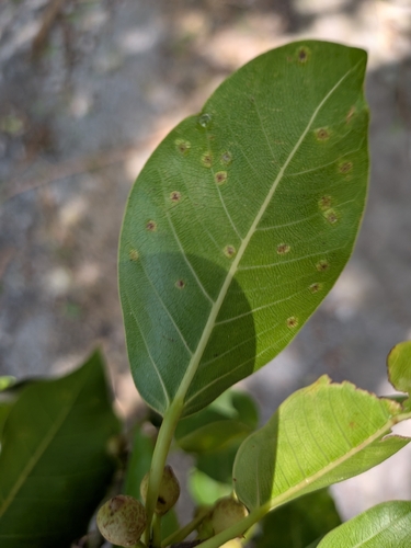Ficus citrifolia, photograph 3