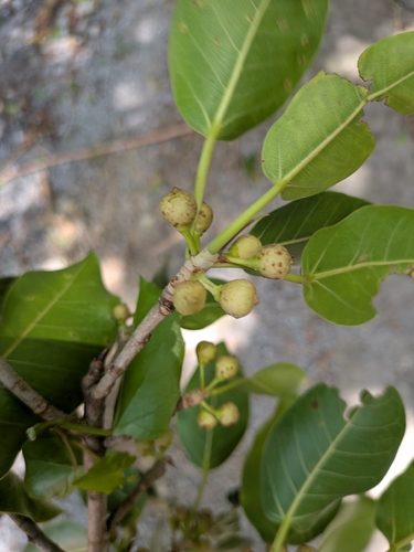 Ficus citrifolia, photograph 4
