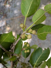Ficus citrifolia, photograph (c) Guillaume Delaitre, some rights reserved (CC BY)