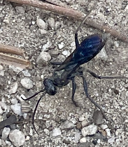 iNaturalist observation photo of Sphex