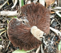 Agaricus kerriganii