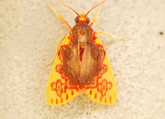 Trichromia rubrosignata