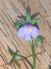 Mazus pumilus