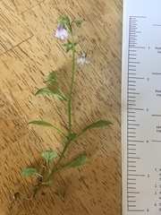 Mazus pumilus