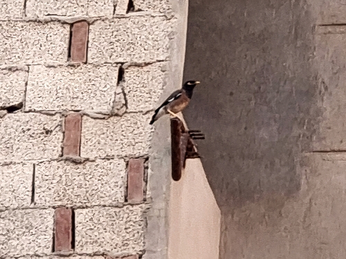 Common Myna