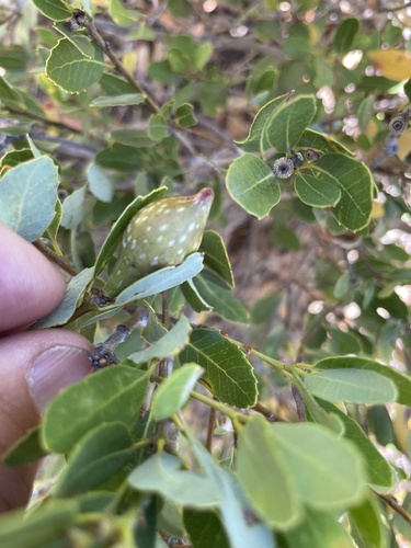 iNaturalist observation photo of Beaked Spindle Gall Wasp