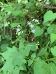 Fleischmannia incarnata
