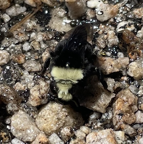 iNaturalist observation photo of Yellow-faced Bumble Bee