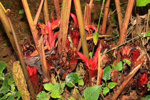 African cardamom (Aframomum daniellii)