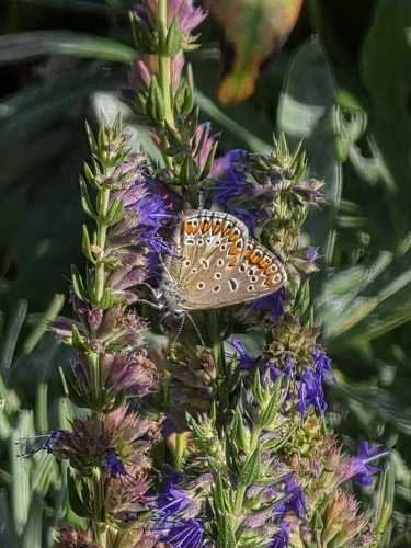 Common Blue
