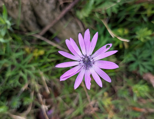 Anemone hortensis