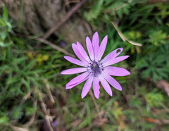 Anemone hortensis