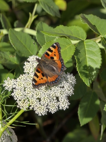 Small Tortoiseshell