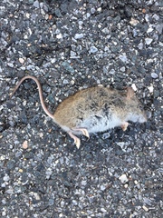 Oryzomys palustris