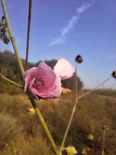 Hemp-leaved Mallow