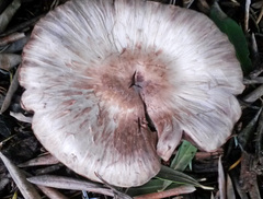 Agaricus kerriganii