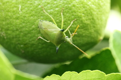 Biprorulus bibax